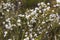 Eriocephalus africanus African wild rosemary
