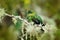 Eriocnemis mosquera, Golden-breasted Puffleg, green and gold hummingbird in the nature habitat. Red and green flower vegetation