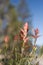 ERIOGONUM UMBELLATUM BLOOM - BALDWIN LAKE ER - 063020 DD