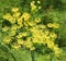 Eriogonum umbellatum is a species of wild buckwheat