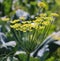 Eriogonum umbellatum is a species of wild buckwheat