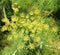 Eriogonum umbellatum is a species of wild buckwheat