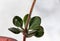 Eriogonum umbellatum, sulphurflower buckwheat