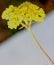 Eriogonum umbellatum, sulphurflower buckwheat