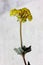 Eriogonum umbellatum, sulphurflower buckwheat