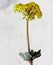 Eriogonum umbellatum, sulphurflower buckwheat