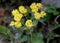 Eriogonum umbellatum, Sulphurflower buckwheat, Sulphur flower