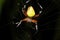 Eriophora nephiloides, the tropical orb weaver spider, Tortuguero, Costa Rica wildlife.