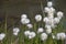 Eriophorum