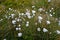 Eriophorum angustifolium