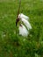 Eriophorum angustifolium, Common Cotton Grass