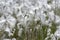 Eriophorum angustifolium common cottongrass flowering plant, group of cottonsedge flowers in bloom on natural protected meadow