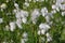 Eriophorum angustifolium, detail of stand