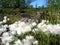 Eriophorum arctic cottongrass soft and fluffy flowers in Kiruna, swedish Lappland