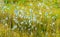 Eriophorum cotton grass close-up in Subarctic.