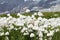 Eriophorum cottongrass flowers