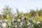Eriophorum, cottongrass plants in the meadow