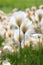 Eriophorum russeolum. Cottongrass close-up in the North of Western Siberia