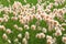 Eriophorum russeolum. Cottongrass in Northern West Siberia summer blooms in the swamp