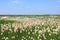 Eriophorum russeolum. Landscape of swamp with cottongrass in the North of Western Siberia
