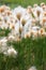 Eriophorum russeolum. The stem and flower of Cottongrass close-up in the North of Western Siberia