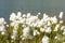 Eriophorum Scheuchzeri flower. Italian Alps. Italy