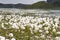 Eriophorum Scheuchzeri flower. Italian Alps. Italy