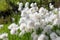 Eriophorum scheuchzeri Hoppe. Cotton grass close-up in the Arctic