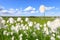 Eriophorum scheuchzeri Hoppe. Cotton grass on a summer day in the swamp
