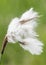 Eriophorum species, cottongrass plant in mountain meadows with the appearance of cotton on the erect stems