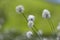 Eriophorum vaginatum, the hare`s-tail cottongrass, tussock cottongrass, or sheathed cottonsedge, is a species of perennial herbace