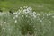Eriophorum vaginatum, the hare`s-tail cottongrass, tussock cottongrass, or sheathed cottonsedge, is a species of perennial herbace