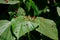 Eriophyes tiliae. Mite that forms the lime nail gall or bugle gall