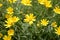 Eriophyllum lanatum with yellow flowers