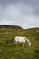 Eriskay Pony and Foal