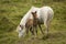 Eriskay Pony and Foal