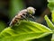 Eristalinus arvorum