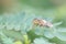 Eristalinus arvorum , A flower fly perched on a park leaf against a blurred green background