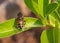 Eristalinus megacephalus fly sitting on leaf