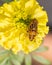 Eristalinus megacephalus fly sitting on marigold flower