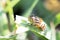 Eristalinus megacephalus , hoverfly, An insect perched on the grass in the backyard