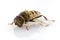 Eristalinus taeniops hoverfly