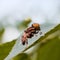 Eristalinus Taeniops Man Face Bee