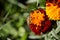 Eristalinus taeniops on Marigold Flower