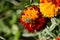 Eristalinus taeniops on Marigold Flower