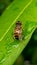 Eristalinus taeniops is a species of hoverfly, also known as the band-eyed drone fly. Macro photography.