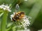 Eristalis horticola hoverfly or dronefly