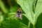 Eristalis hoverfly on a leaf in sunlight