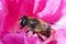 Eristalis tenax