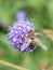 Eristalis tenax dronefly on purple flower